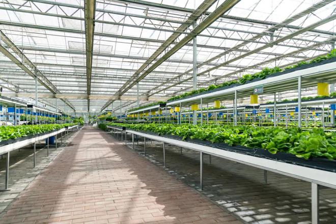 升级农业!荷兰农业:科技+农业的成功典范